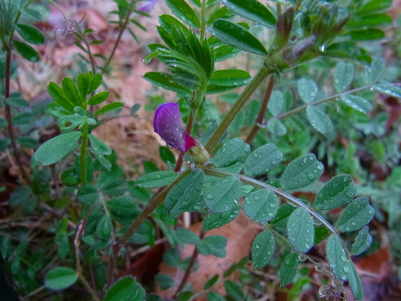 ハクモクレンとカラスノエンドウの花_b0049307_14333615.jpg