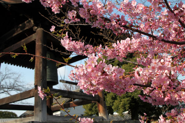 東寺の河津桜_e0048413_20335287.jpg