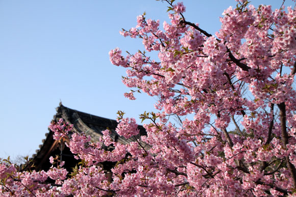 東寺の河津桜_e0048413_2034586.jpg