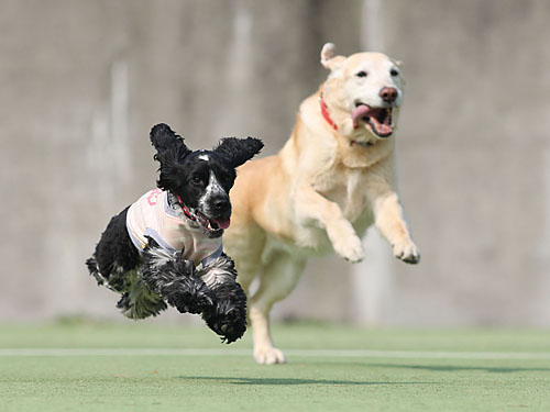 ゆいまーる淡路島でキャンペーン飛行犬撮影会(２〜３月）_e0196319_11113534.jpg