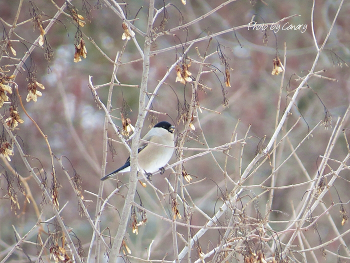 裏磐梯の冬の鳥　「ウソ」♂♀　に出遭えました～　2014/3/19  Fukushima_d0129921_21293266.jpg