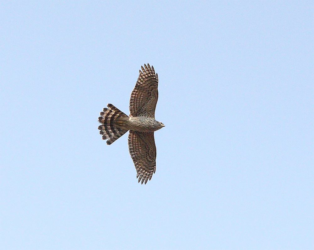 マイフィールドの野鳥_f0212722_1559113.jpg