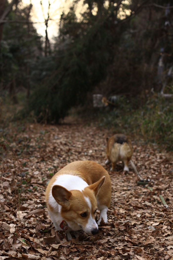 智光山公園でお散歩。_e0071225_1545813.jpg