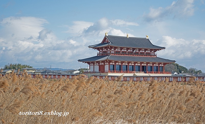 西大寺のヒクイナ_e0331427_10444881.jpg