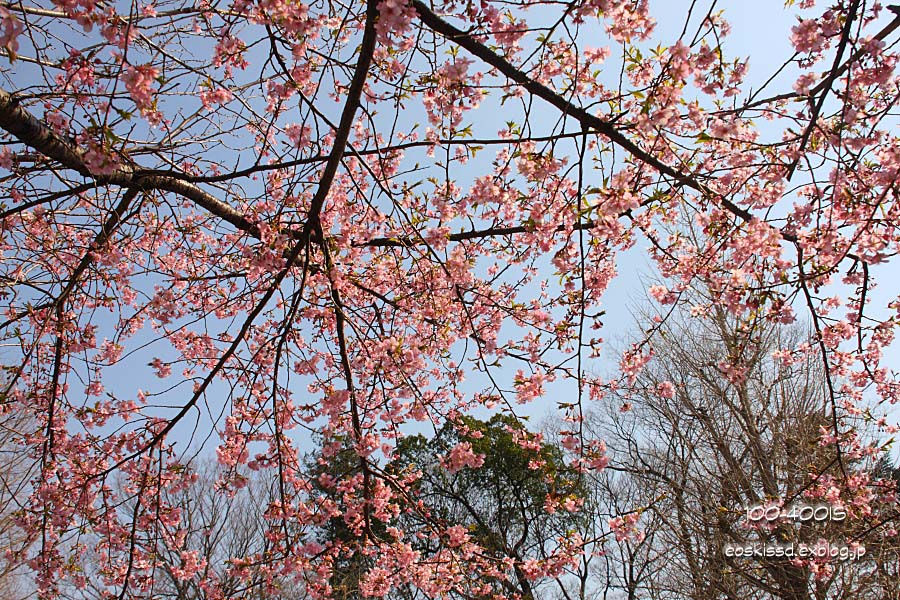 《花》　桜　18-270mm　（興禅院）_c0080036_23552061.jpg