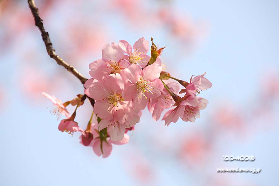 《花》　桜　18-270mm　（興禅院）_c0080036_2355971.jpg