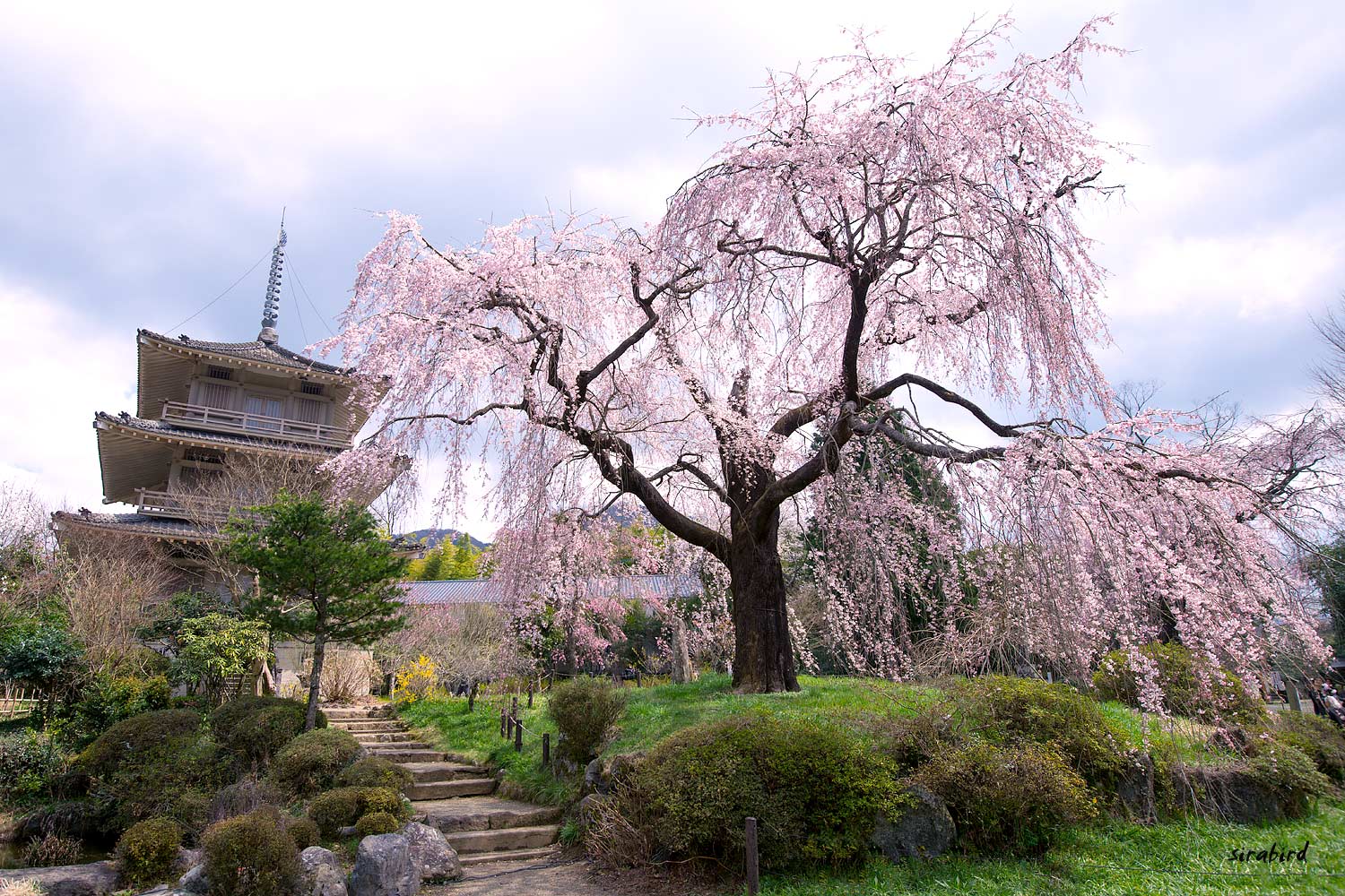 浄専寺の枝垂れ桜_d0238245_11201915.jpg