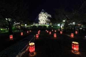 東山花灯籠～YMCAの近隣観光名所～_f0055046_20364953.jpg