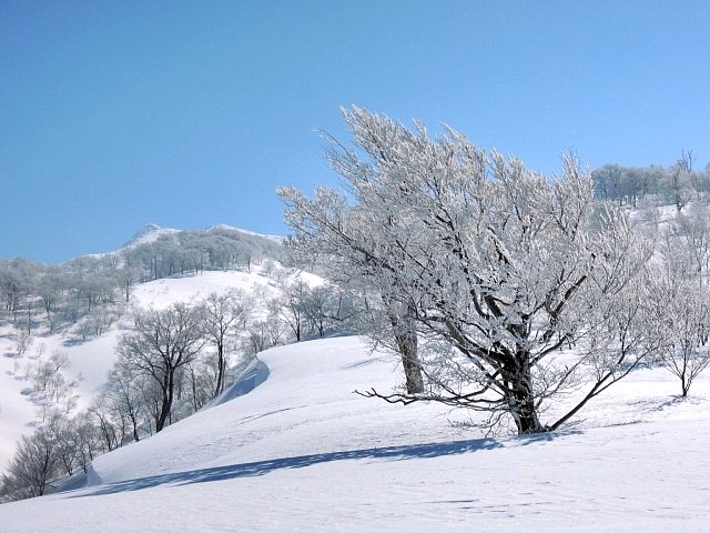 浅草岳　BC（２）_b0122448_21243845.jpg