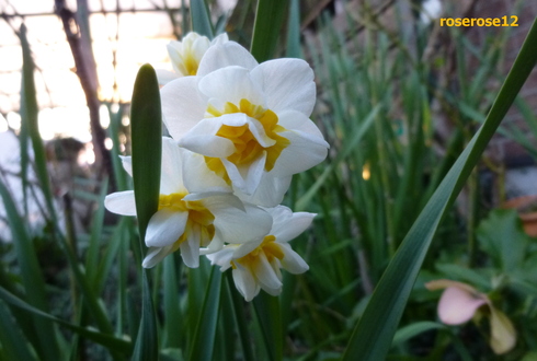～　3月初旬に庭に咲く花　～　MyRoseGarden262_a0249051_4344336.jpg