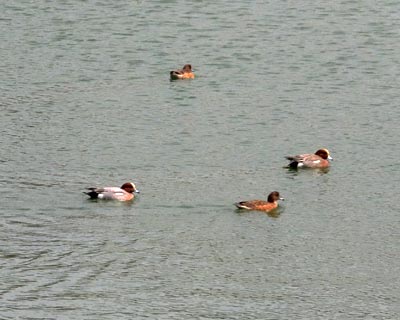 e0035757_1650334.jpg