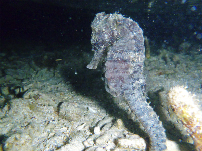 沖縄産オオウミウマ 海水魚 熱帯魚