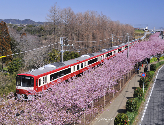 人気の赤い電車」と「桜」のコラボ！ : 写愛館