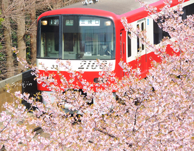人気の赤い電車」と「桜」のコラボ！ : 写愛館
