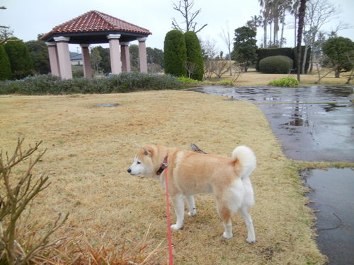 ’14,3,20(木)小学生の頃の私!_f0060461_15265648.jpg