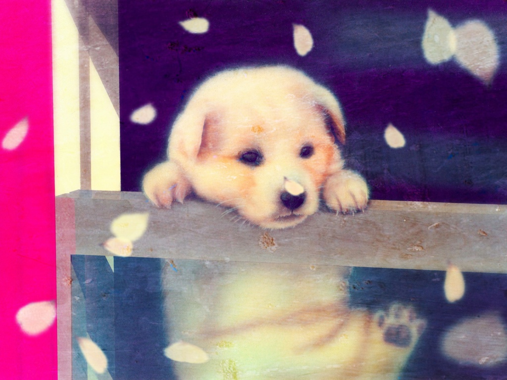 かわいい子猫 子犬の壁紙 Junya Blog 猫 犬 リアリズム絵画