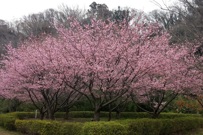 むくさ探鳥会_f0191368_10182579.jpg