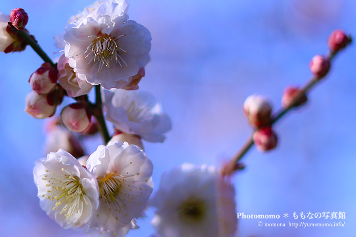 梅の花いろいろ・・・蒼_a0318078_20395706.jpg