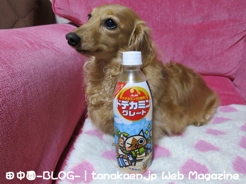 仕事の量が尋常じゃない！_b0200291_013518.jpg