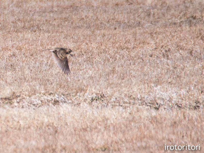 今季初登場〜！！　　(ヒバリ）　　2014/03/19_d0146592_2384028.jpg