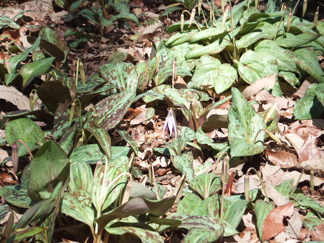 a0271502_155696.jpg