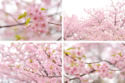 早咲きの桜と、早春の黄色。_d0174704_2251166.jpg