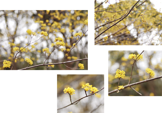 早咲きの桜と、早春の黄色。_d0174704_2258153.jpg