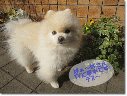 b0167519_15114691.gif