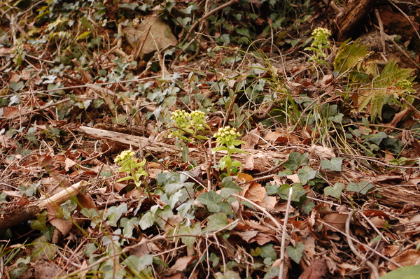 b0097729_13141599.jpg