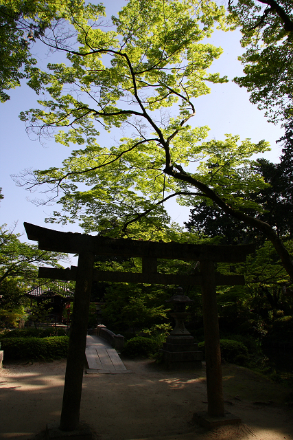 新緑の一乗寺巡り －曼殊院（後編）－_b0169330_18452335.jpg