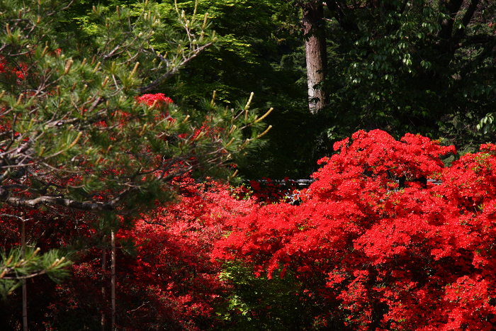 新緑の一乗寺巡り －曼殊院（後編）－_b0169330_237649.jpg