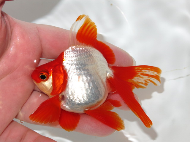 なるほどなるほど フルタニ金魚倶楽部blog なるほどなるほど フルタニ金魚倶楽部blog