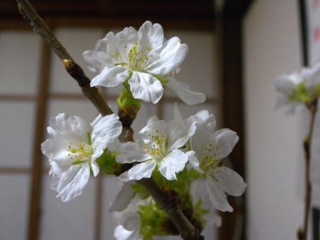 こころのはな~子ども達の未来に_b0206037_2141243.jpg