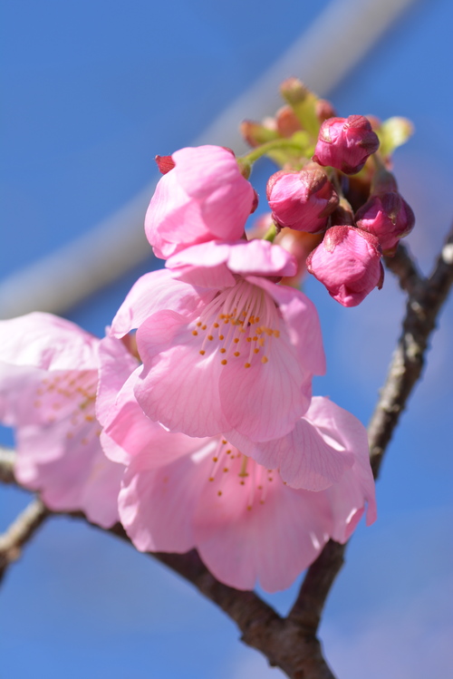 桜祭り下見_d0285540_1819494.jpg