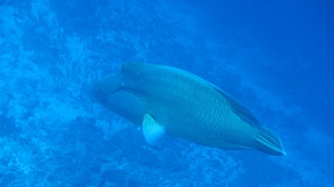 タヒチの旅 ランギロア島②_f0233340_17234395.jpg