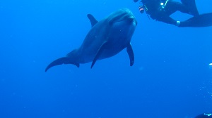 タヒチの旅 ランギロア島②_f0233340_17305790.jpg