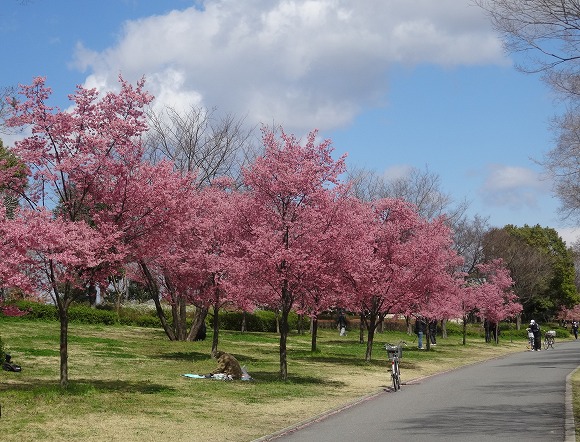 鶴見緑地公園の桜満開 彩の気まぐれ写真 鶴見緑地公園の桜満開 彩の気まぐれ写真