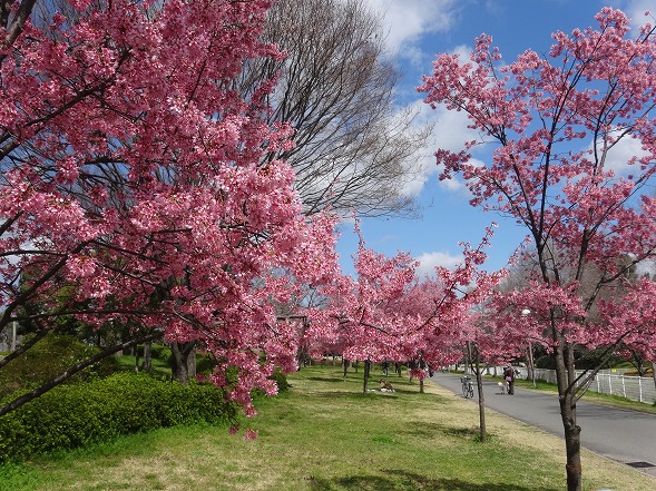 鶴見緑地公園の桜満開 彩の気まぐれ写真 鶴見緑地公園の桜満開 彩の気まぐれ写真