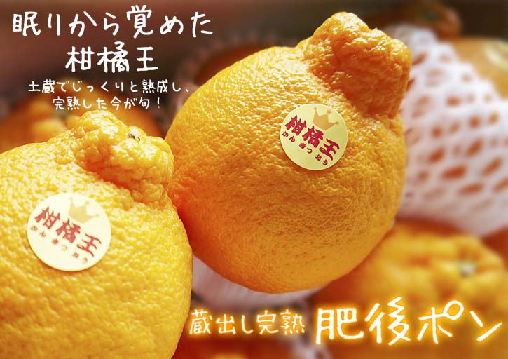 デコポン（肥後ポン）　蔵出し完熟デコポン販売スタート！「不知火」と 「ひのゆたか」の違い　その１_a0254656_1920577.jpg