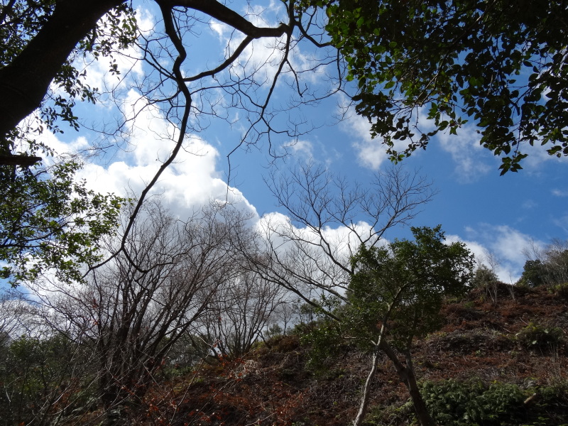 ショウジョウバカマが咲き出しました　in　孝子の森_c0108460_16585767.jpg