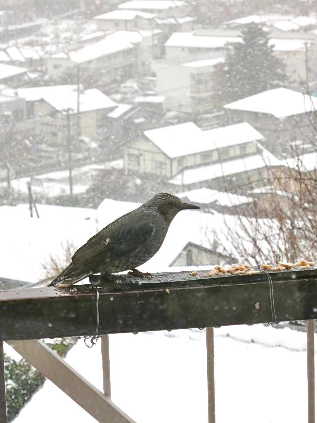 雪です。。_c0260460_935831.jpg
