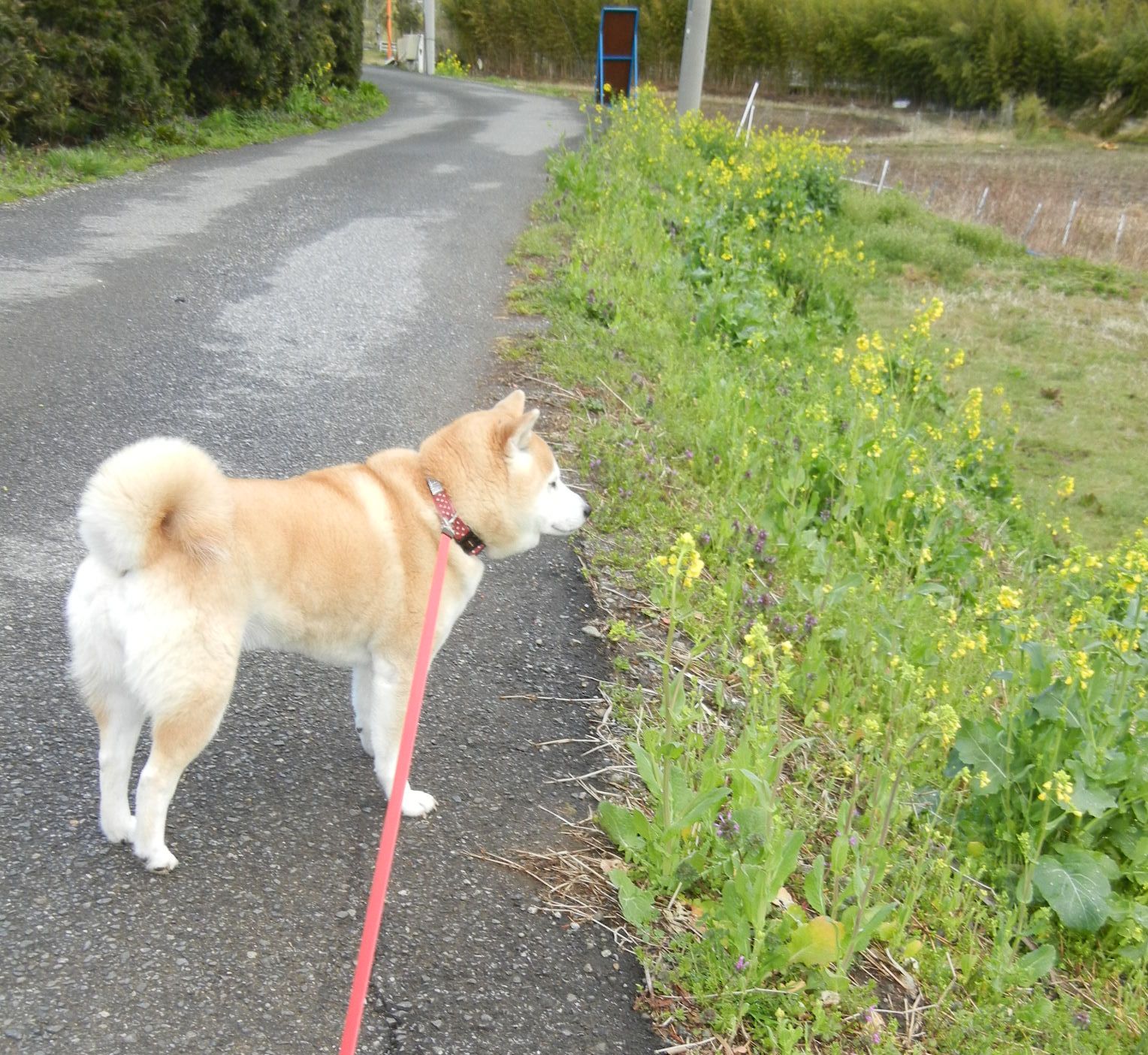 ’14,3,21(金)春分の日ですよ~!_f0060461_10191293.jpg