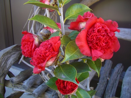 e0240973_11341472.jpg