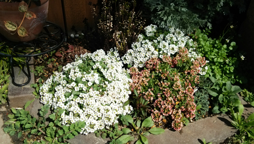 c0064678_1118876.jpg