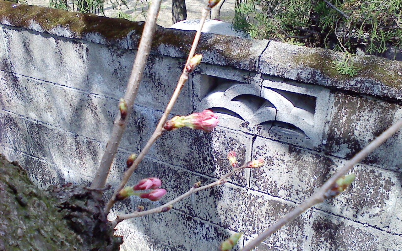 椛島氷菓 桜開花_e0221583_13411659.jpg