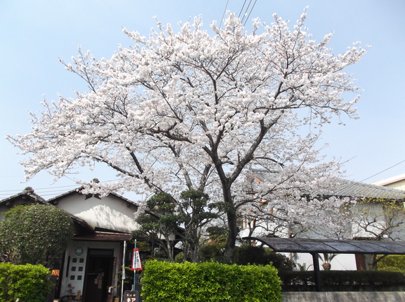 椛島氷菓 桜開花_e0221583_14231393.jpg
