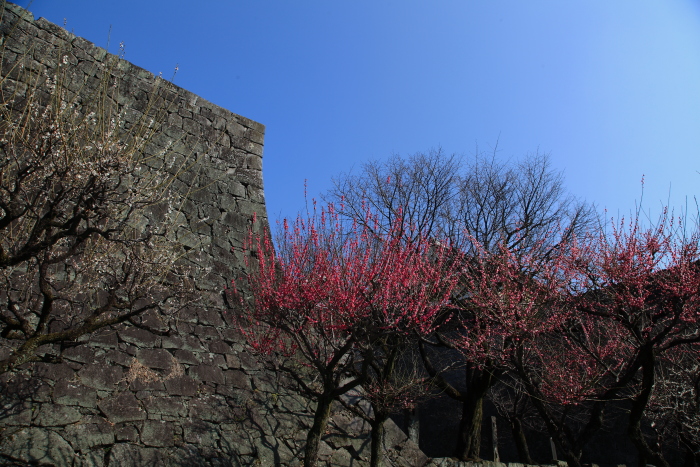 熊本城の梅_e0135098_8103487.jpg