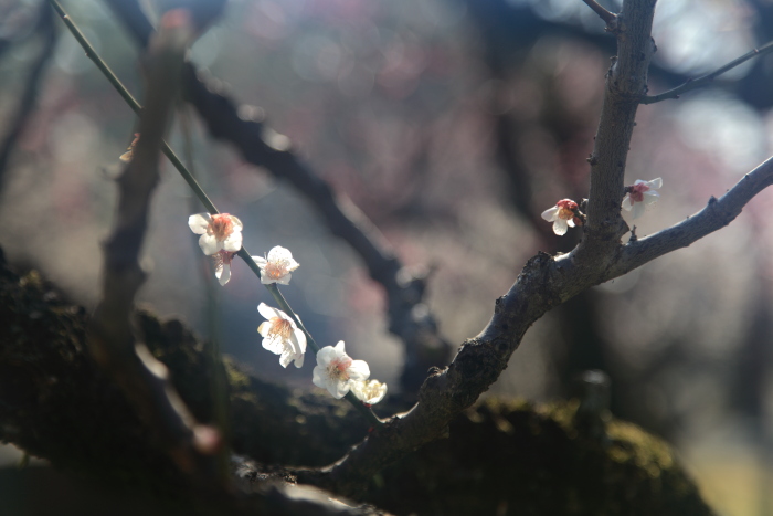 熊本城の梅_e0135098_811130.jpg