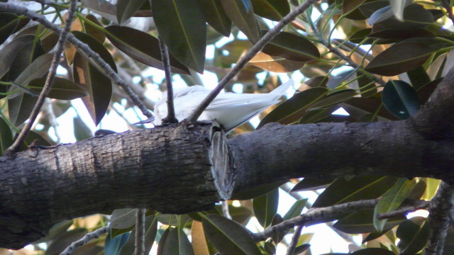 昼間のカピオラニ公園。_f0293800_17275774.jpg