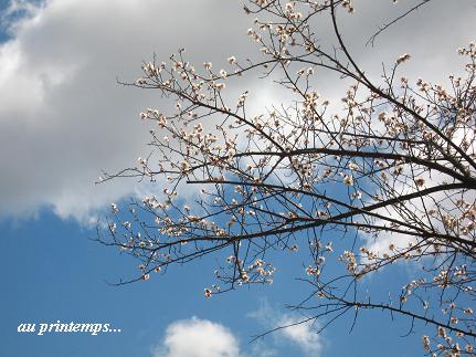 花々が輝く季節の到来・・・☆_c0098807_19381394.jpg